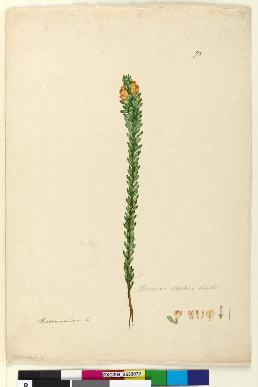Strana 72. Pultenaea elliptica, asi 1803-06 (čb, pero, tuš a tužka) od John William Lewin
