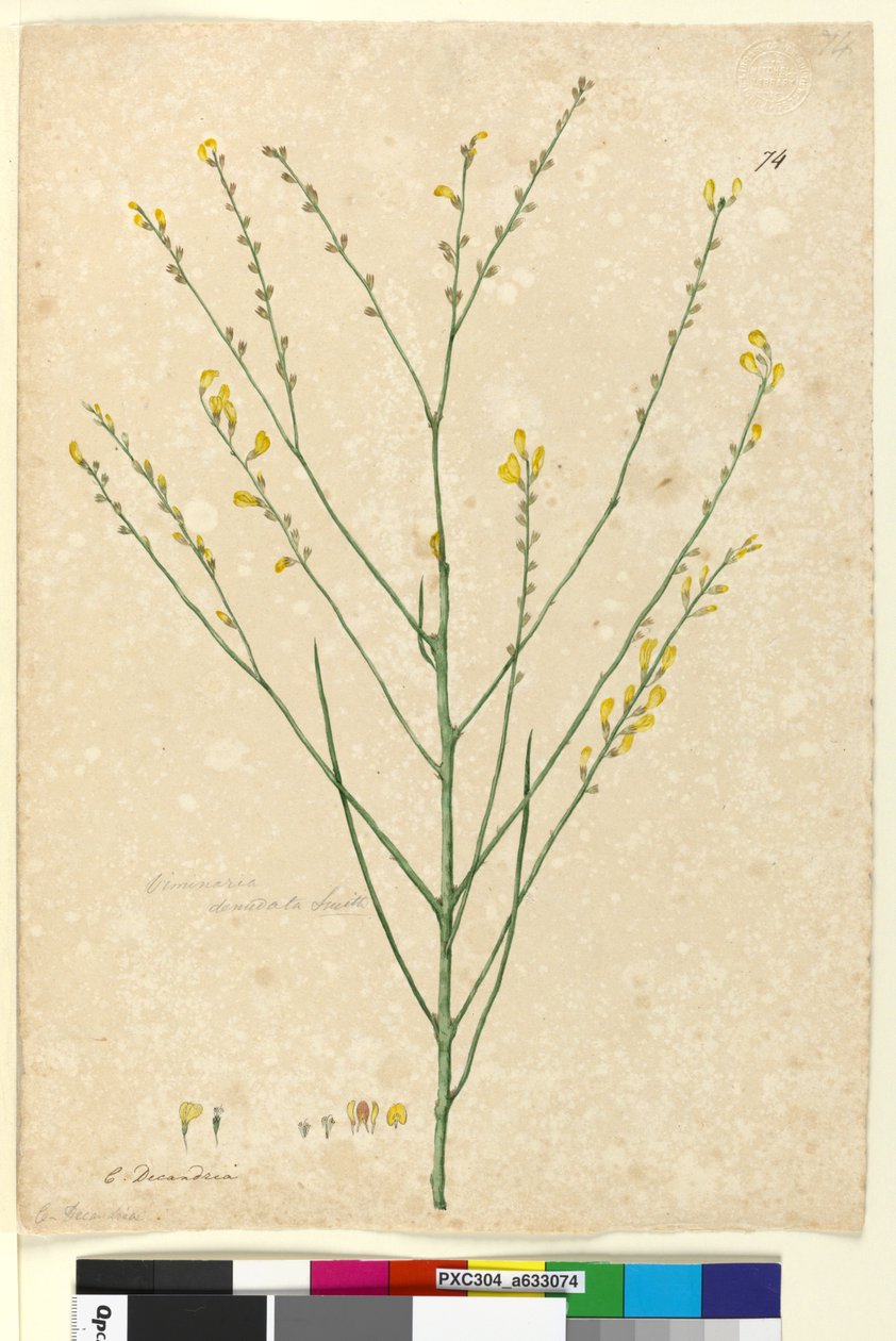 Strana 74. Viminaria denudata, asi 1803-06 (čb, pero, tuš a tužka) od John William Lewin