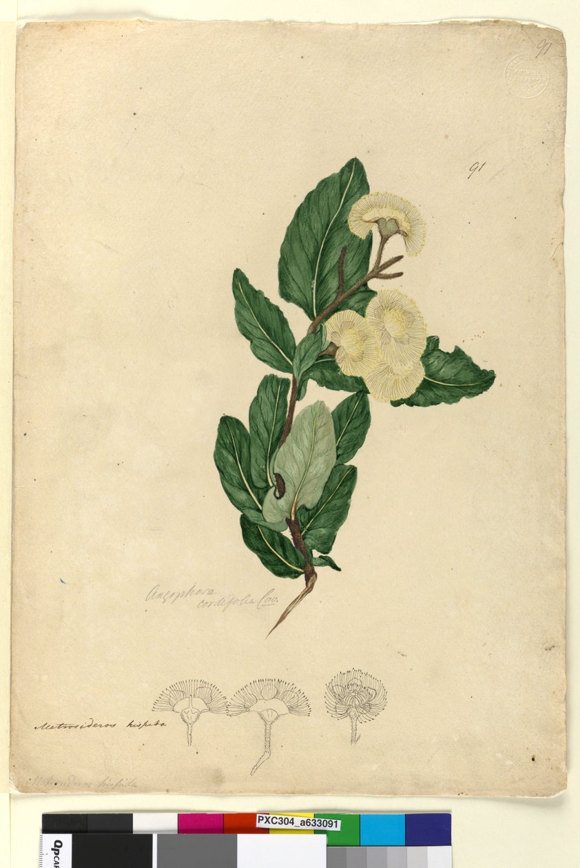 Strana 91. Angophora cordifolia, asi 1803-06 (čb, pero, tuš a tužka) od John William Lewin