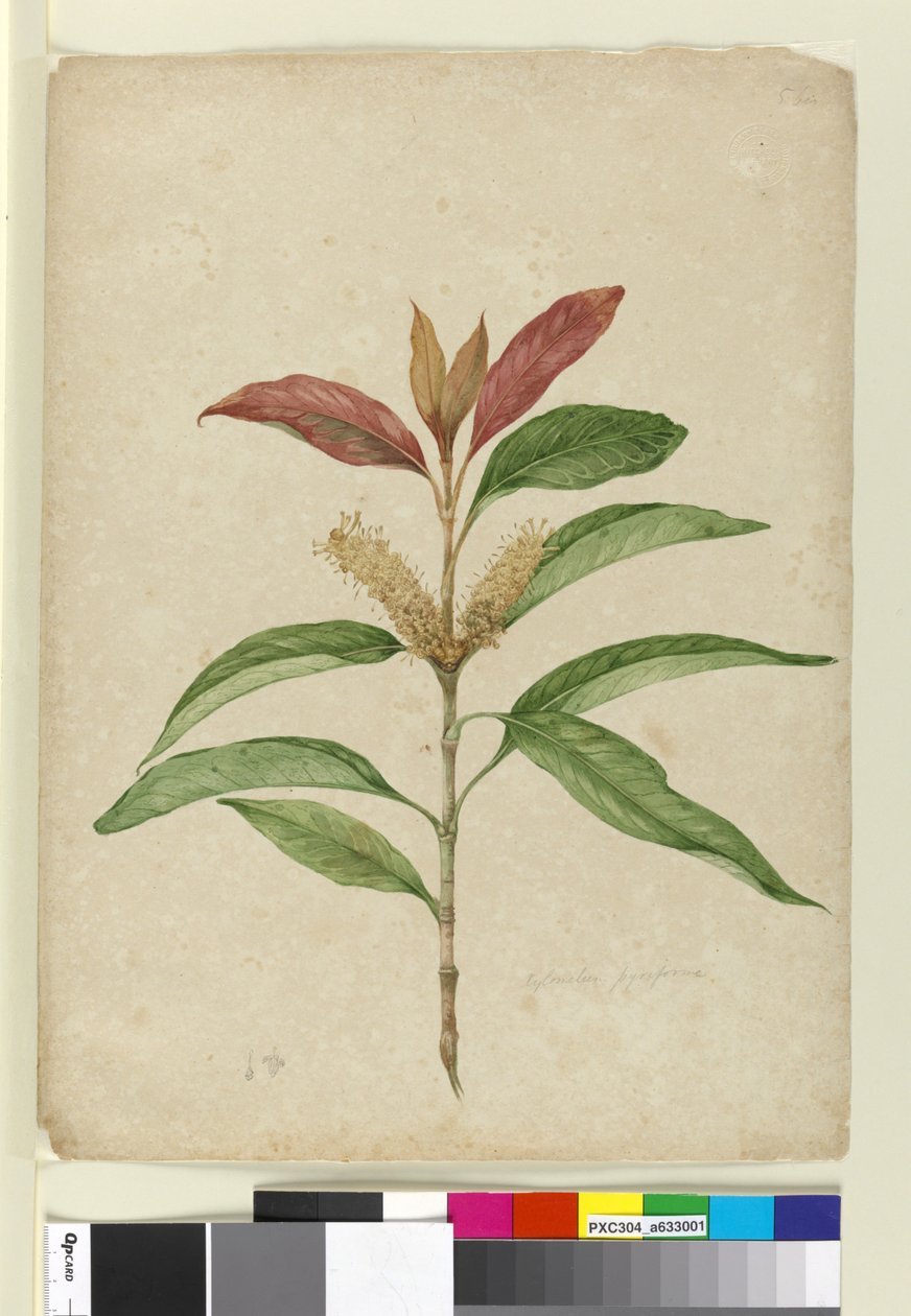Xylomelum pyriforme, asi 1803-06 (čb, pero, tuš a tužka) od John William Lewin