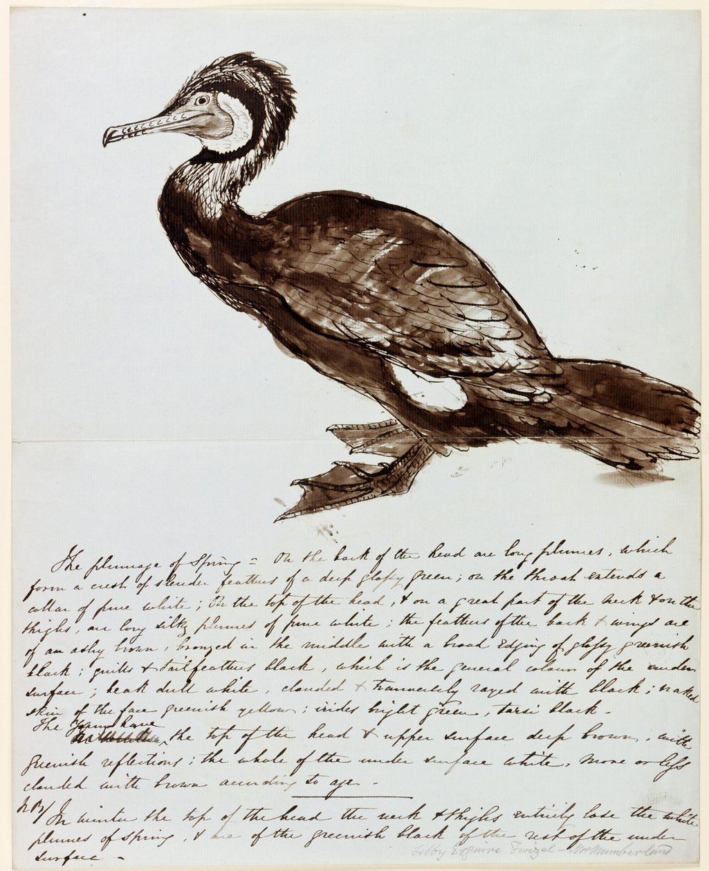 Kormorán (inkoust na papíře) od John Wilson Carmichael