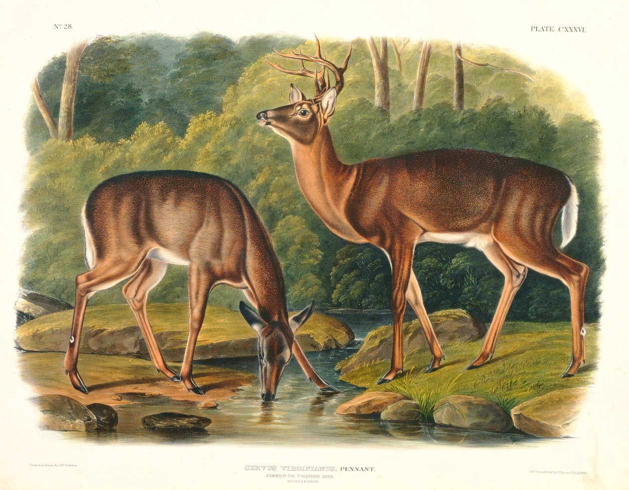 Cervus Virginianus (obyčejný nebo virginský jelen), deska 136 z 