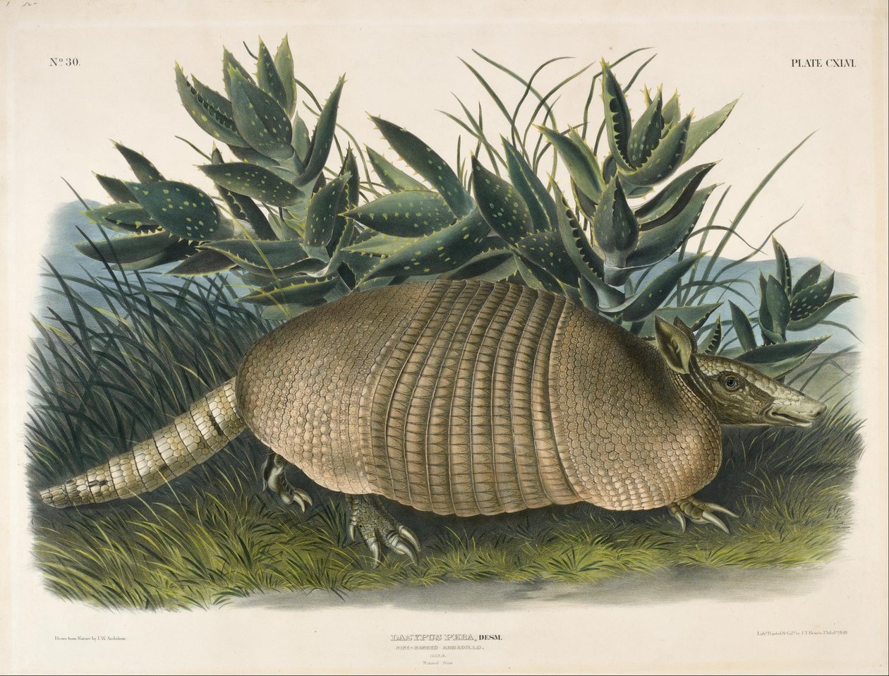 Pásovec devítipásý (Dasypus Peba) od John Woodhouse Audubon