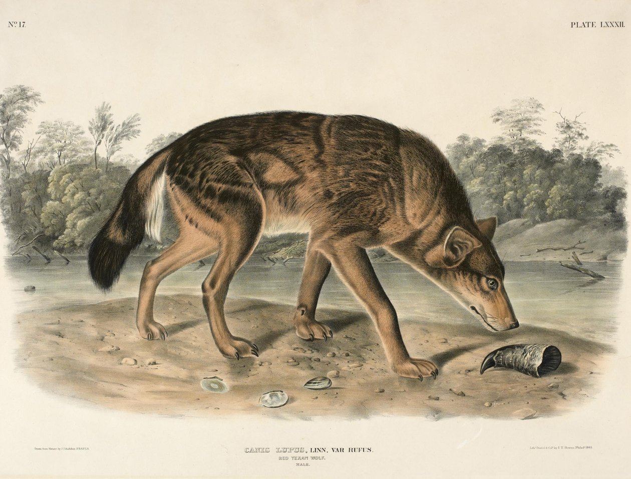 Red Texas Wolf (Canis Lupus) od John Woodhouse Audubon