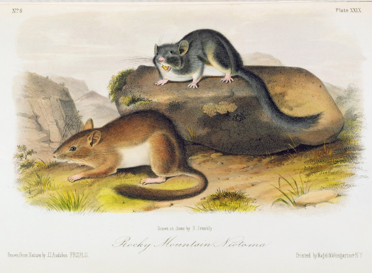 Rocky Mountain Neotoma, deska 29 z knihy "Quadrupeds of North America", vyryl R. Trembly od John Woodhouse Audubon