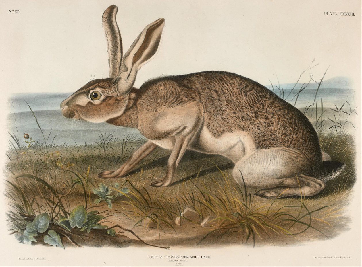 Texian Zajíc (Lepus Texianus) od John Woodhouse Audubon