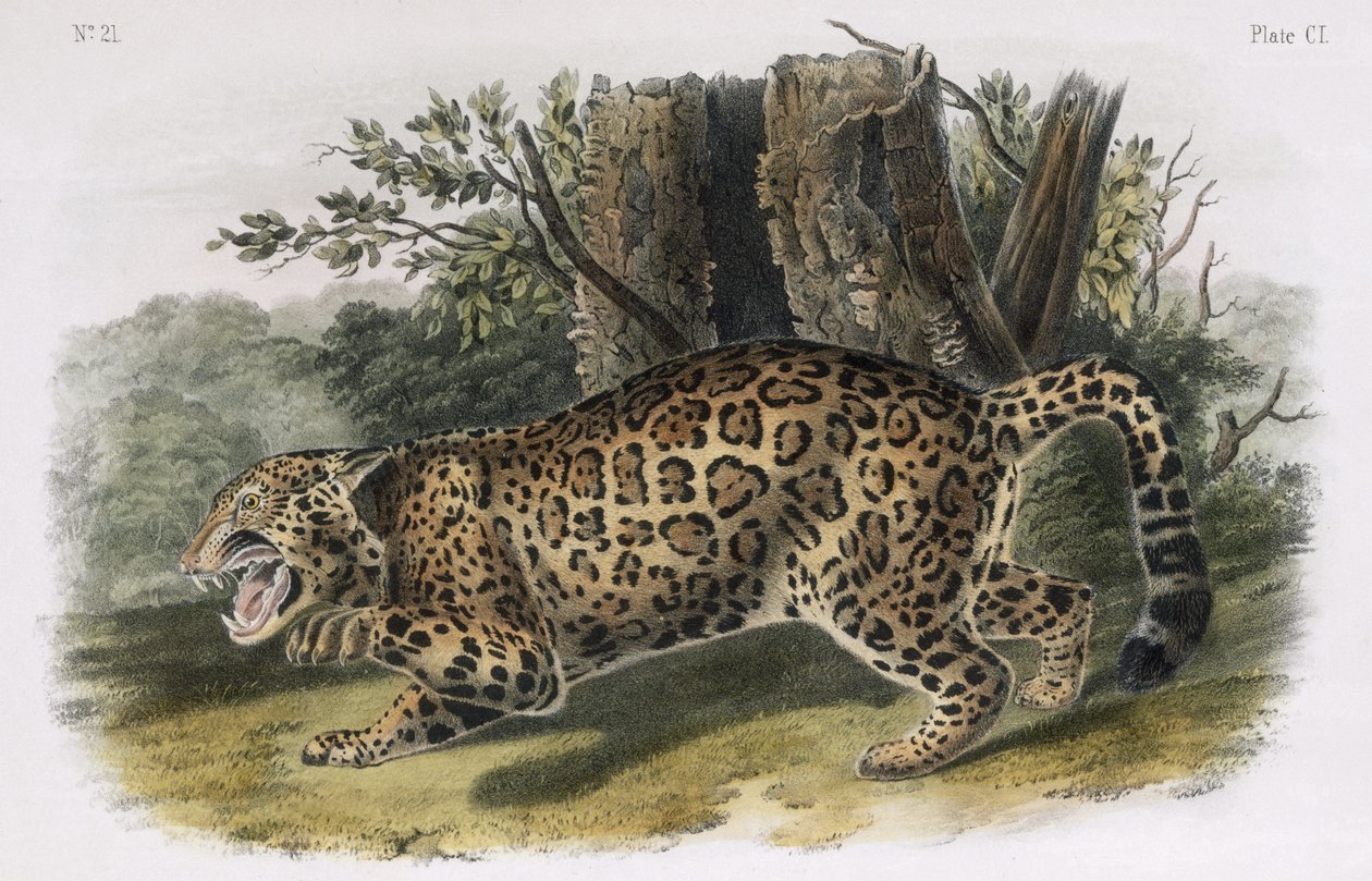 Jaguár, deska 101 z knihy "Quadrupeds of North America", vyryl W. E. Hitchcock od John Woodhouse Audubon
