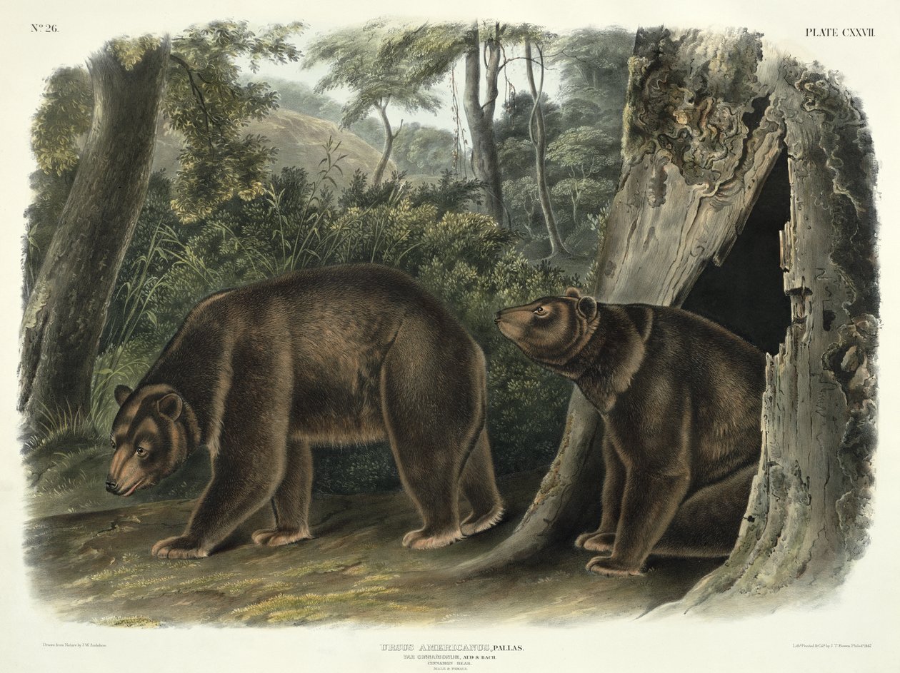 Ursus Americanus, var. Cinnamonum (Cinnamon Bear), deska 127 z 