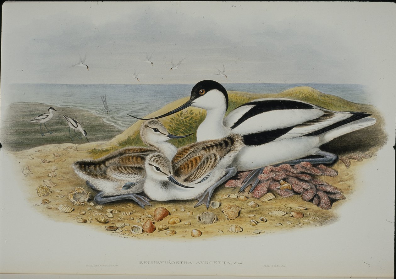 Avocet (Recurvirostra Avocetta) (ručně barvené lito) od John (after) Gould