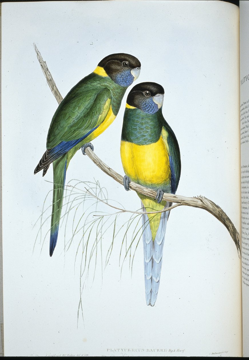 Andulka Bauerova (Platycercus Baueri) (ručně barvené lito) od John (after) Gould