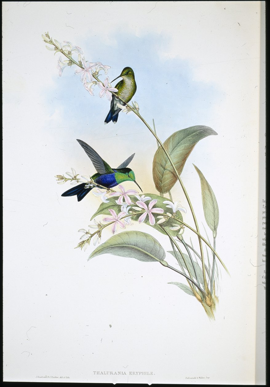 Brazilští panopliti (Thalurania Eryphile) (ručně barvené lito) od John (after) Gould