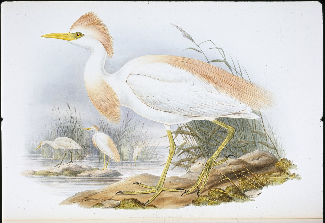 Volavka hřbetá (Bubulcus Rassatus) (ručně barvený litho) od John (after) Gould