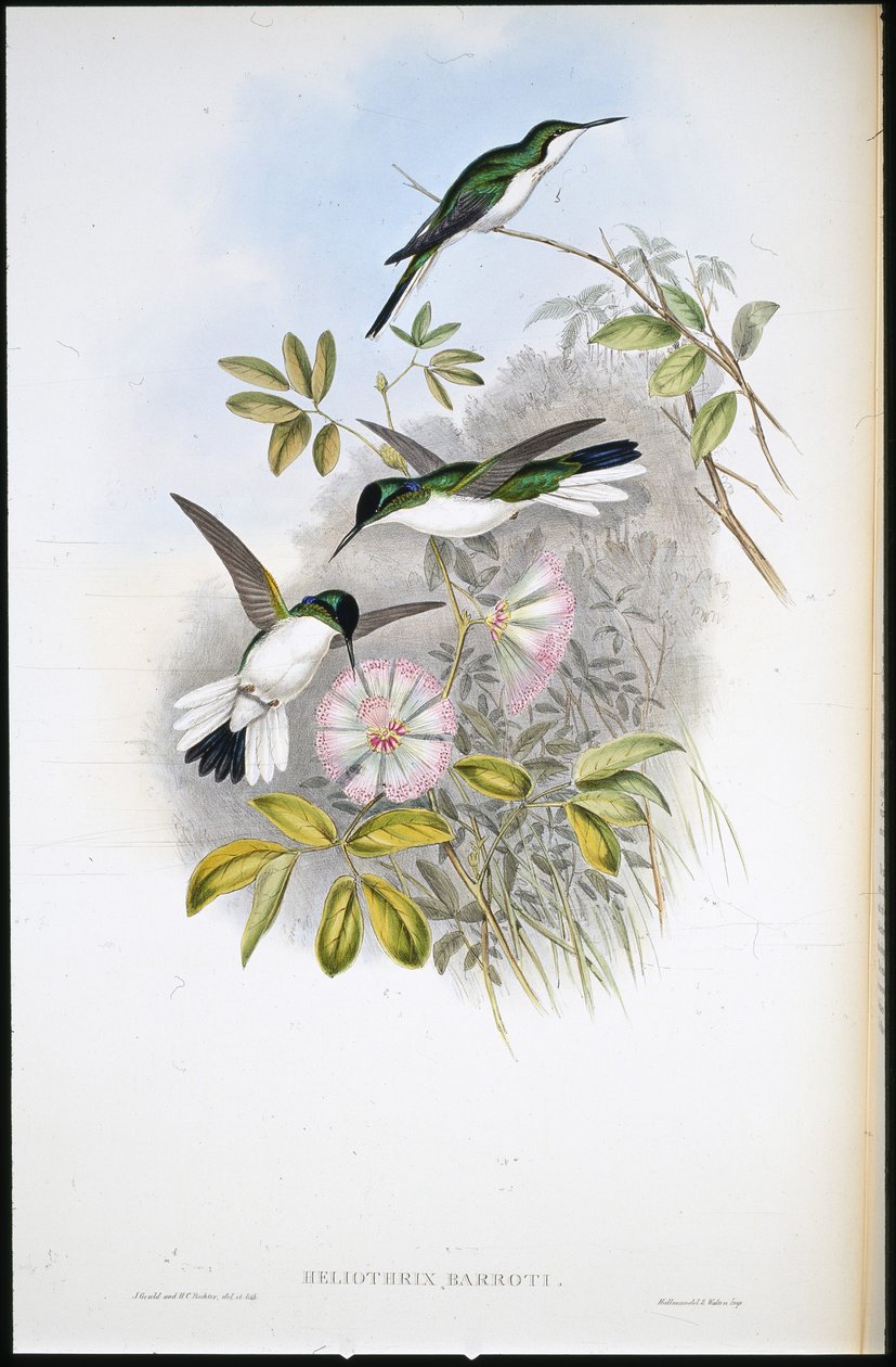 Kolumbijská víla (Heliothrix Barroti) (ručně barvené lito) od John (after) Gould