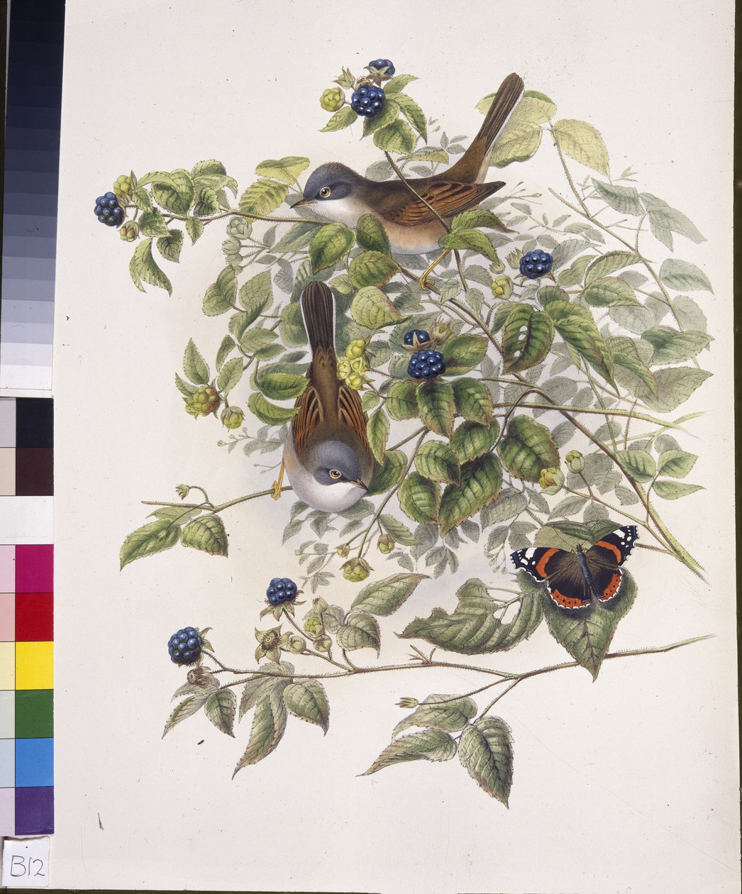 Bělorus obecný (Sylvia communis) (ručně barvený litho) od John (after) Gould