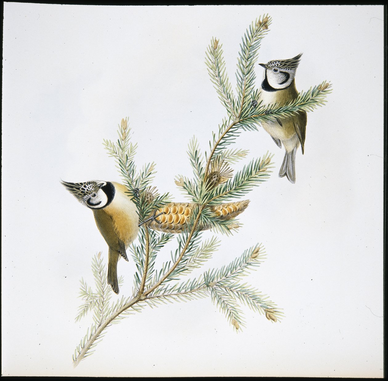 Sýkora chocholatá (Parus Cristatus) (ručně barvené lito) od John (after) Gould
