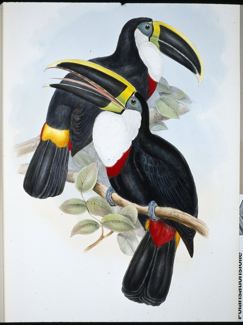 Tukan kulminovaný (Ramphastos Culminatus) (ručně barvené lito) od John (after) Gould