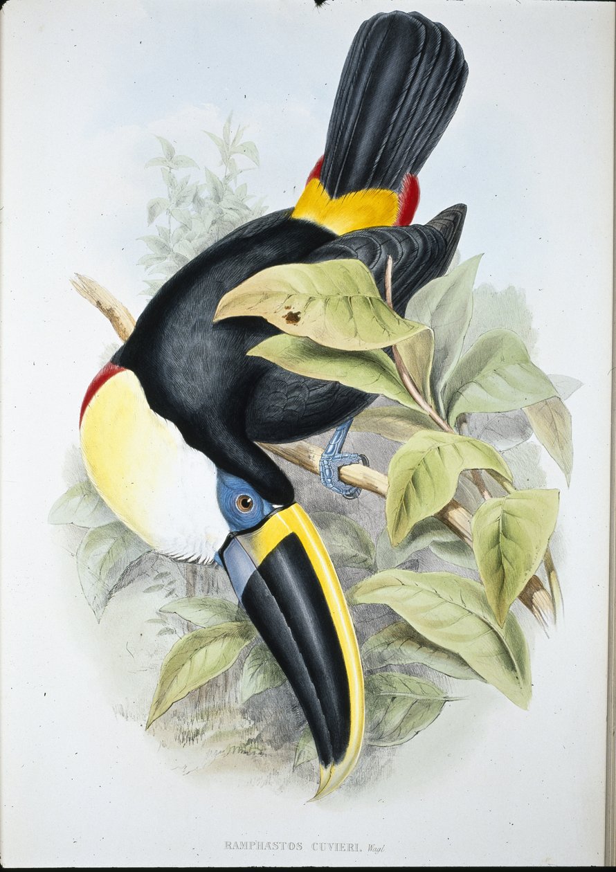 Tukan Cuvierův (Ramphastos Cuvieri) (ručně kolorované lito) od John (after) Gould