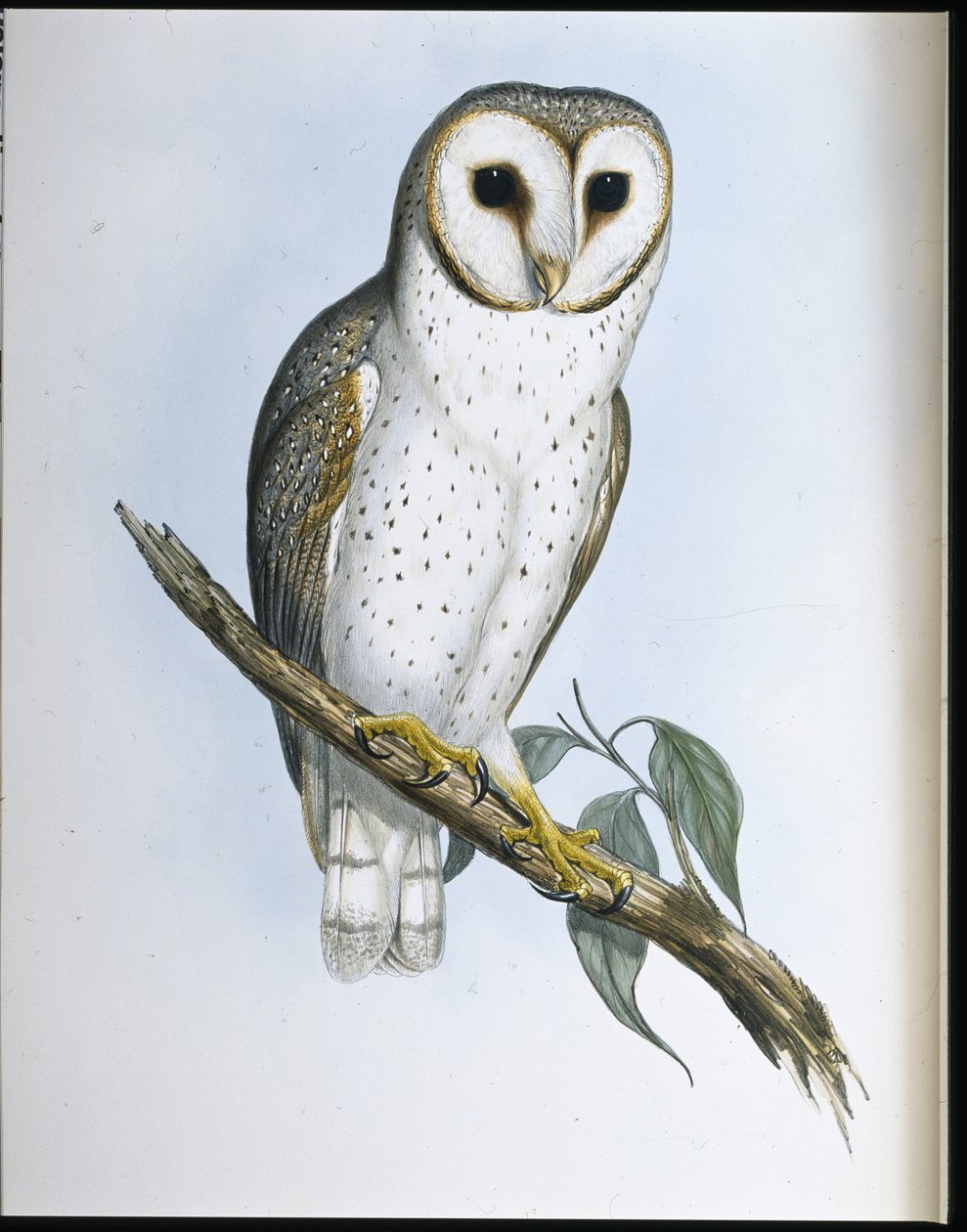 Jemná sova (Strix Delicatulis) (ručně barvené lito) od John (after) Gould