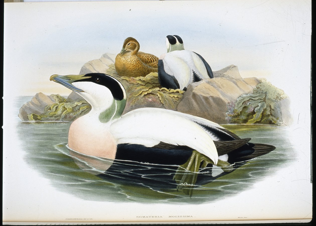 Kajka kajka (Somateria Mollissima) (ručně barvené lito) od John (after) Gould