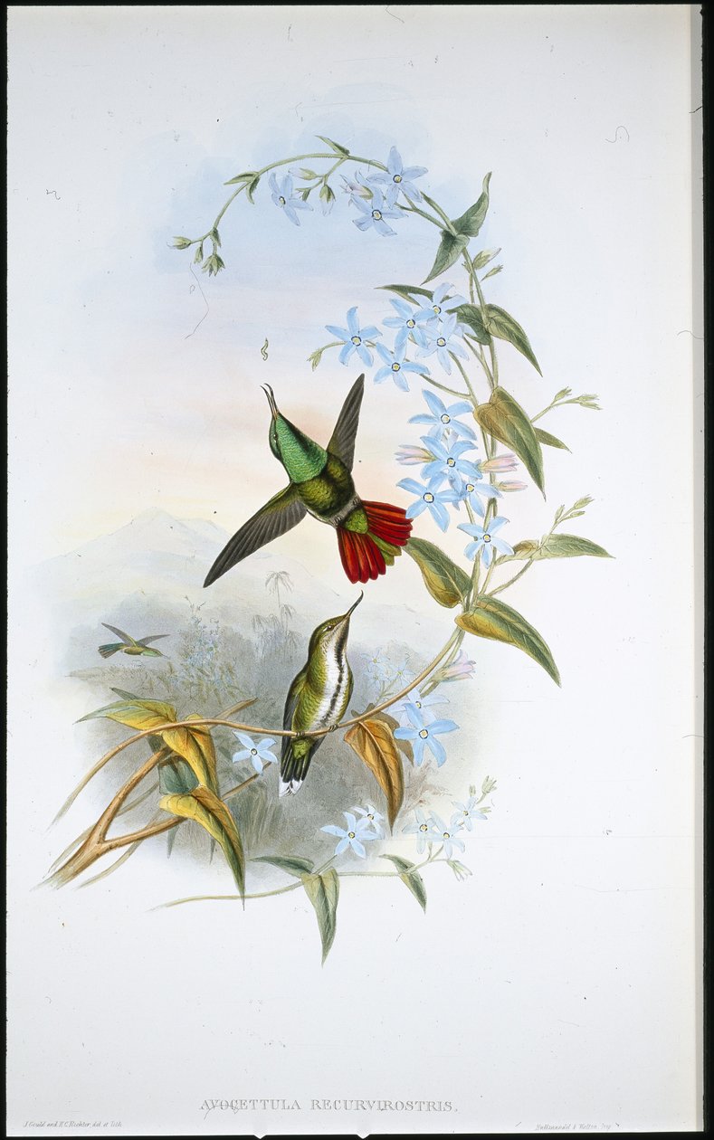 Avocet ohnivý (Avocettula Recurvirostris) (ručně barvené litho) od John (after) Gould