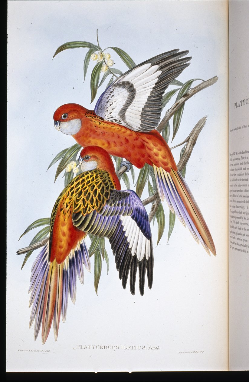 Papoušek ohnivý (platycercus ignitus) (ručně barvený litho) od John (after) Gould