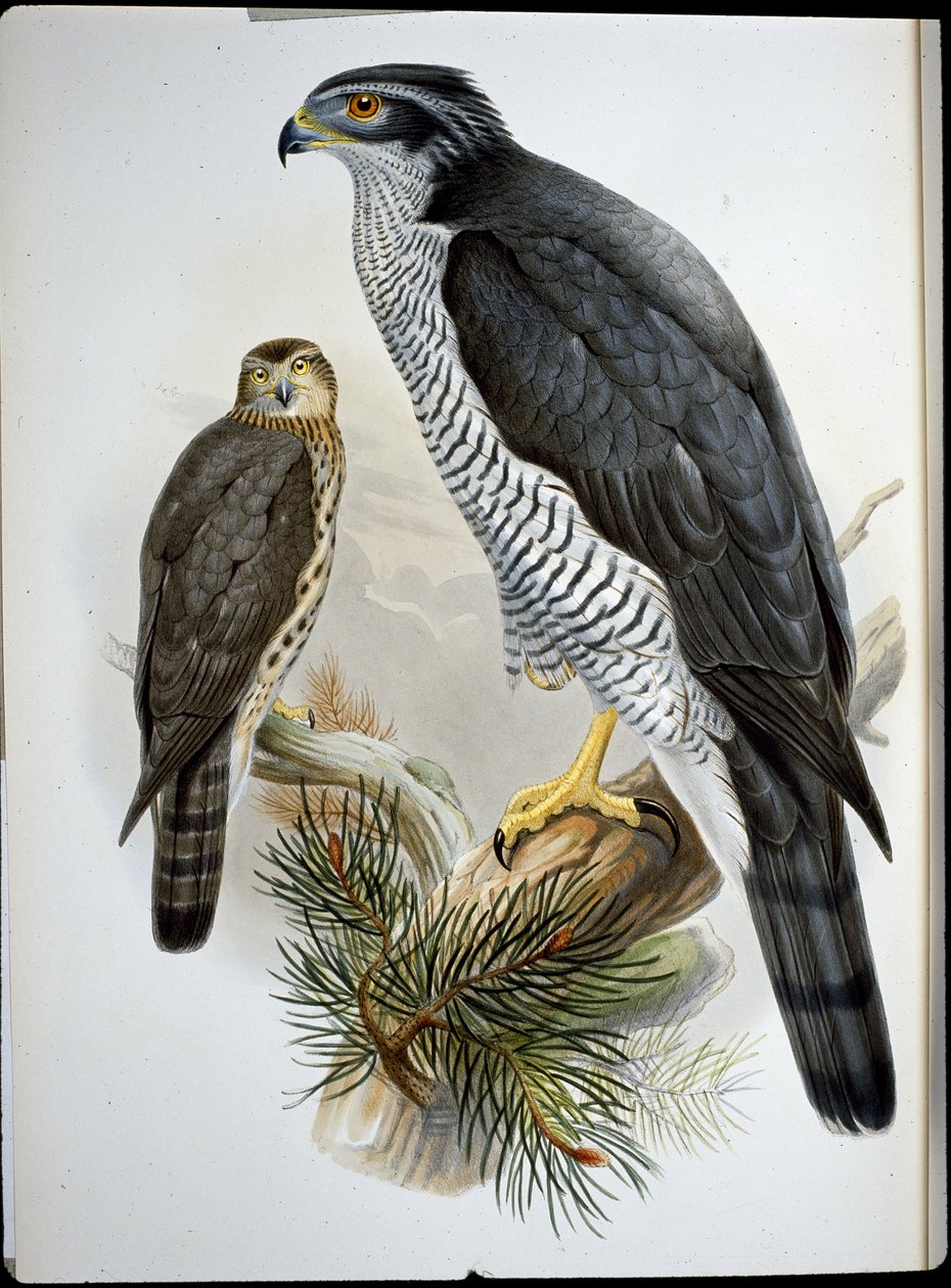 Jestřáb (Astur Palumbarius) (ručně barvené lito) od John (after) Gould