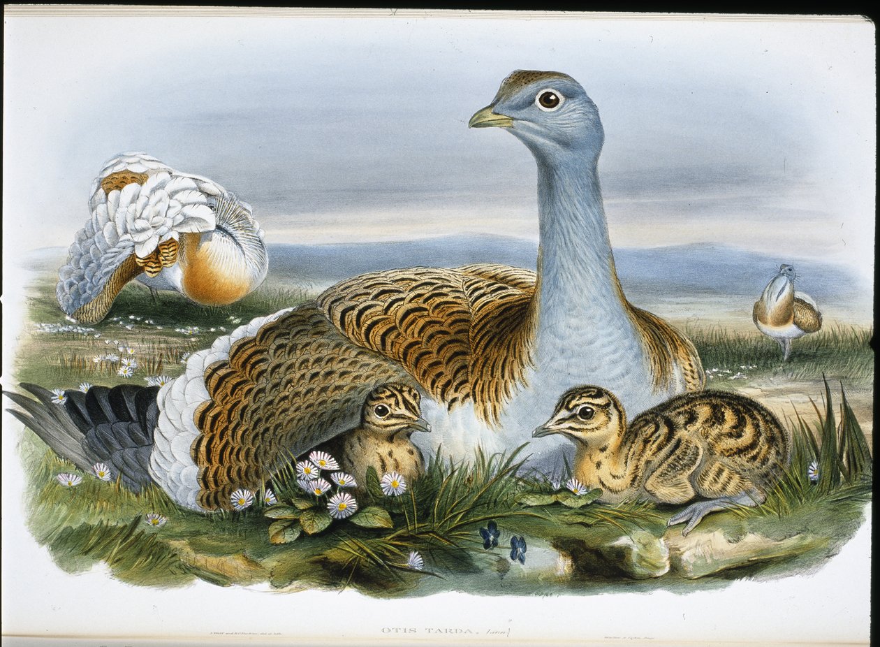 Drop velký (Otis Tarda) (ručně barvené lito) od John (after) Gould