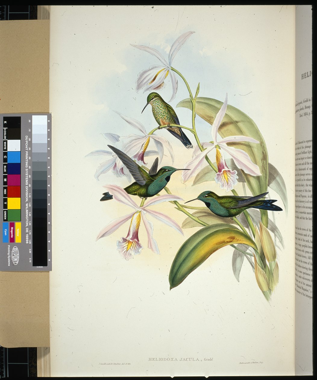 Zeleno-korunovaný Brilliant (heliodoxa jacula) (ručně barvené lito) od John (after) Gould