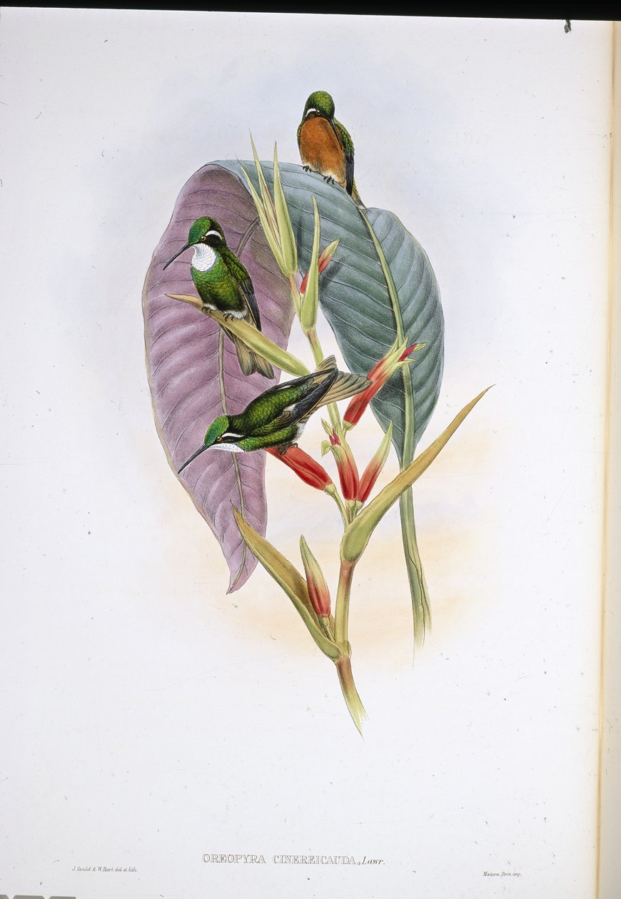Kolibřík šedoocasý (Oreopyra Cinerea Cauda) (ručně barvený litho) od John (after) Gould