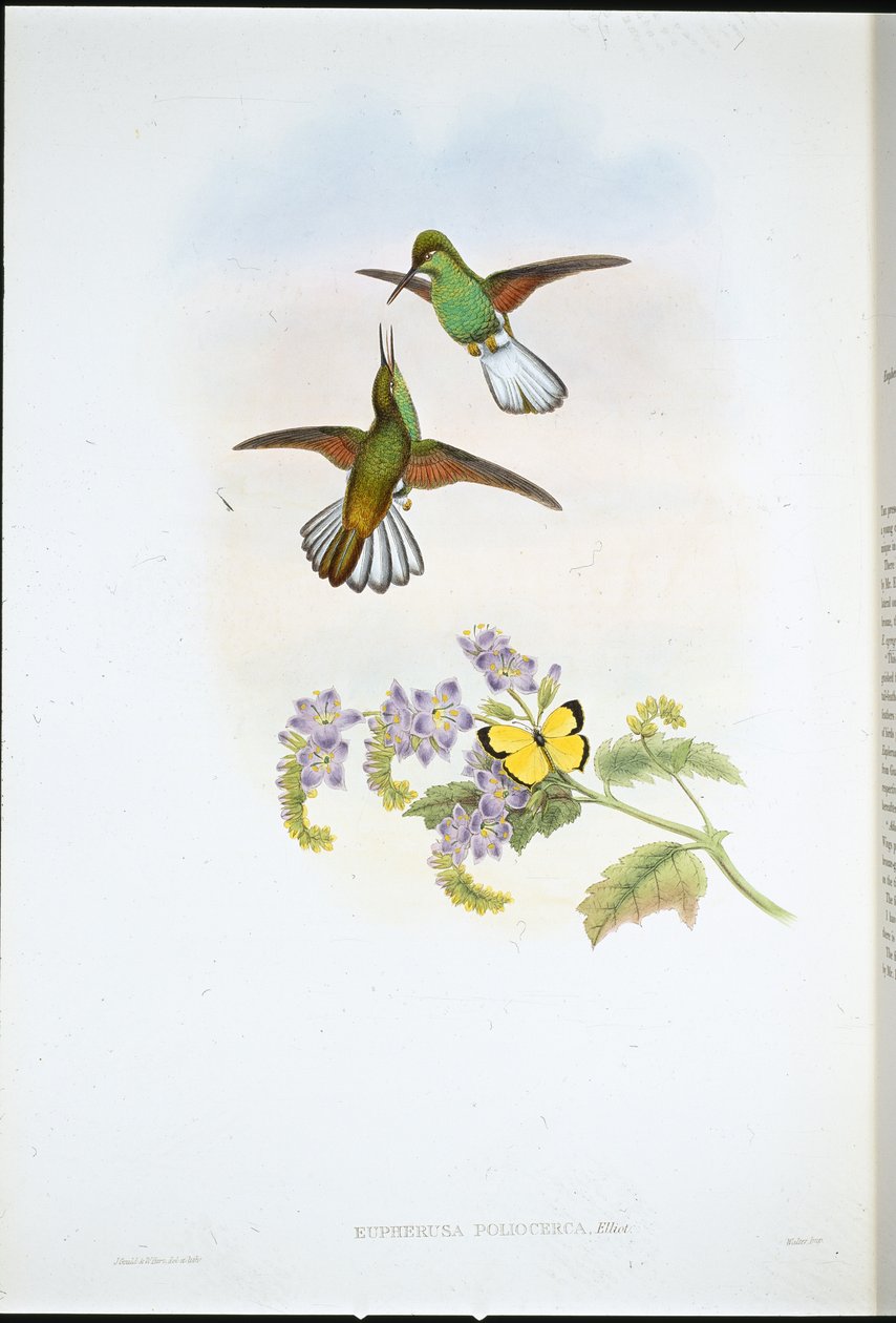 Gray Stripetail (Eupherusa Poliocerca) (ručně barvené litho) od John (after) Gould