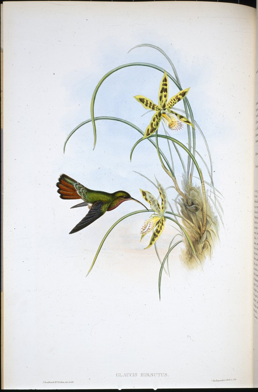 Poustevník chlupatý (Glaucis Hirsutus) (ručně barvené lito) od John (after) Gould