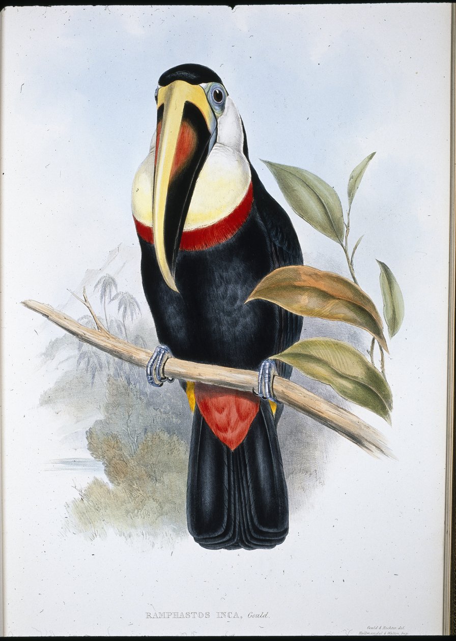 Tukan Inků (Ramphastos inica) (ručně barvené lito) od John (after) Gould