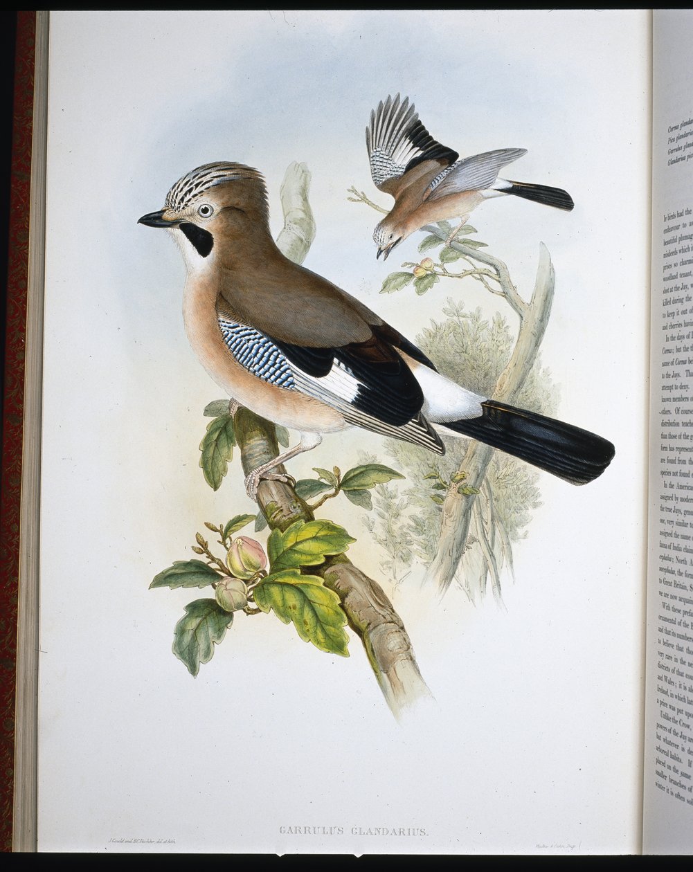 Jay (Garrulus Glandarius) (ručně kolorovaný litho) od John (after) Gould