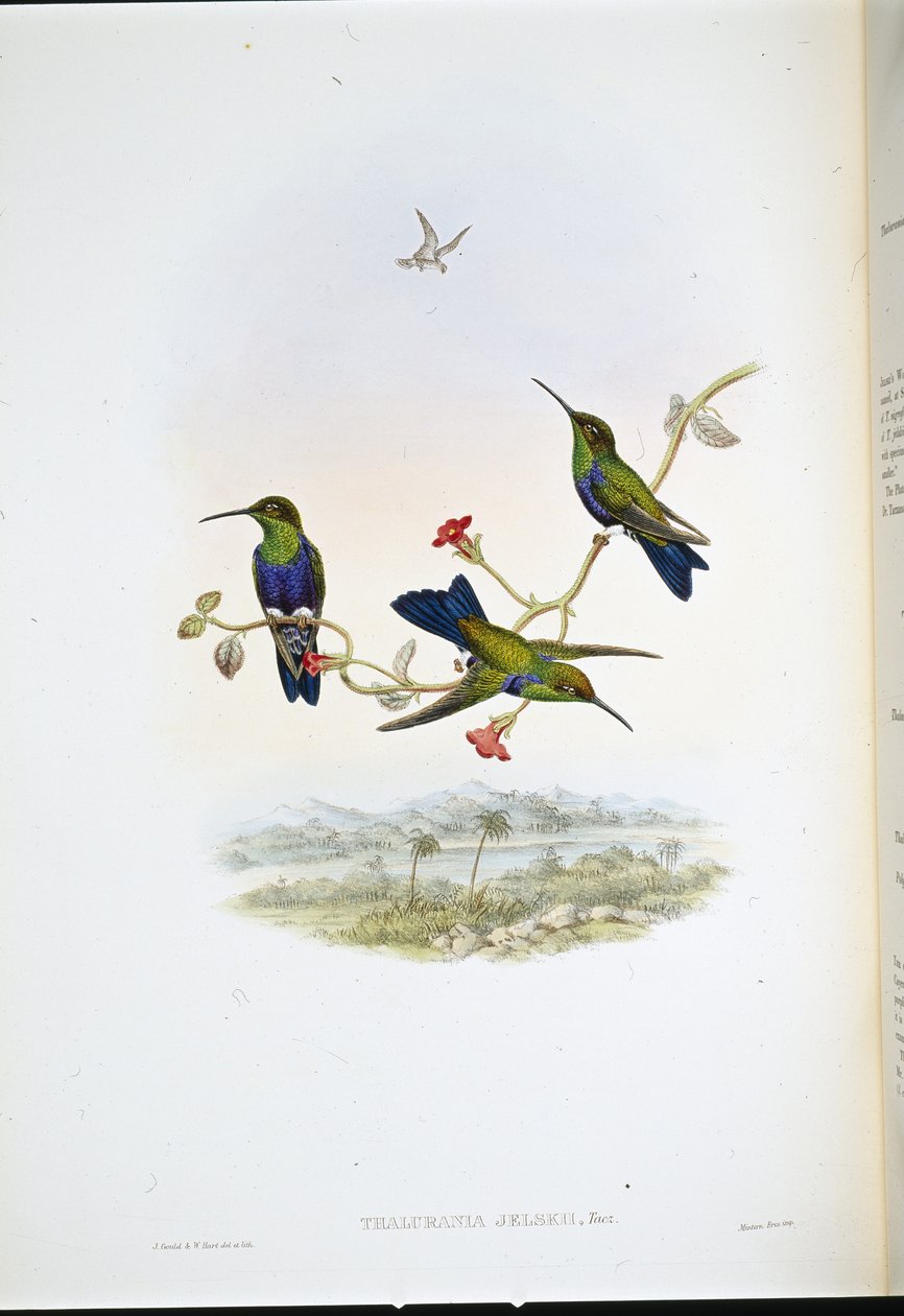 Jelského dřevěná nymfa (Thalurania Jelskii) (ručně barvená lito) od John (after) Gould
