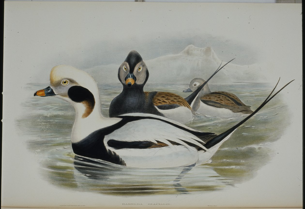 Kachna dlouhoocasá (Harelda Glacialis) (ručně barvená litho) od John (after) Gould