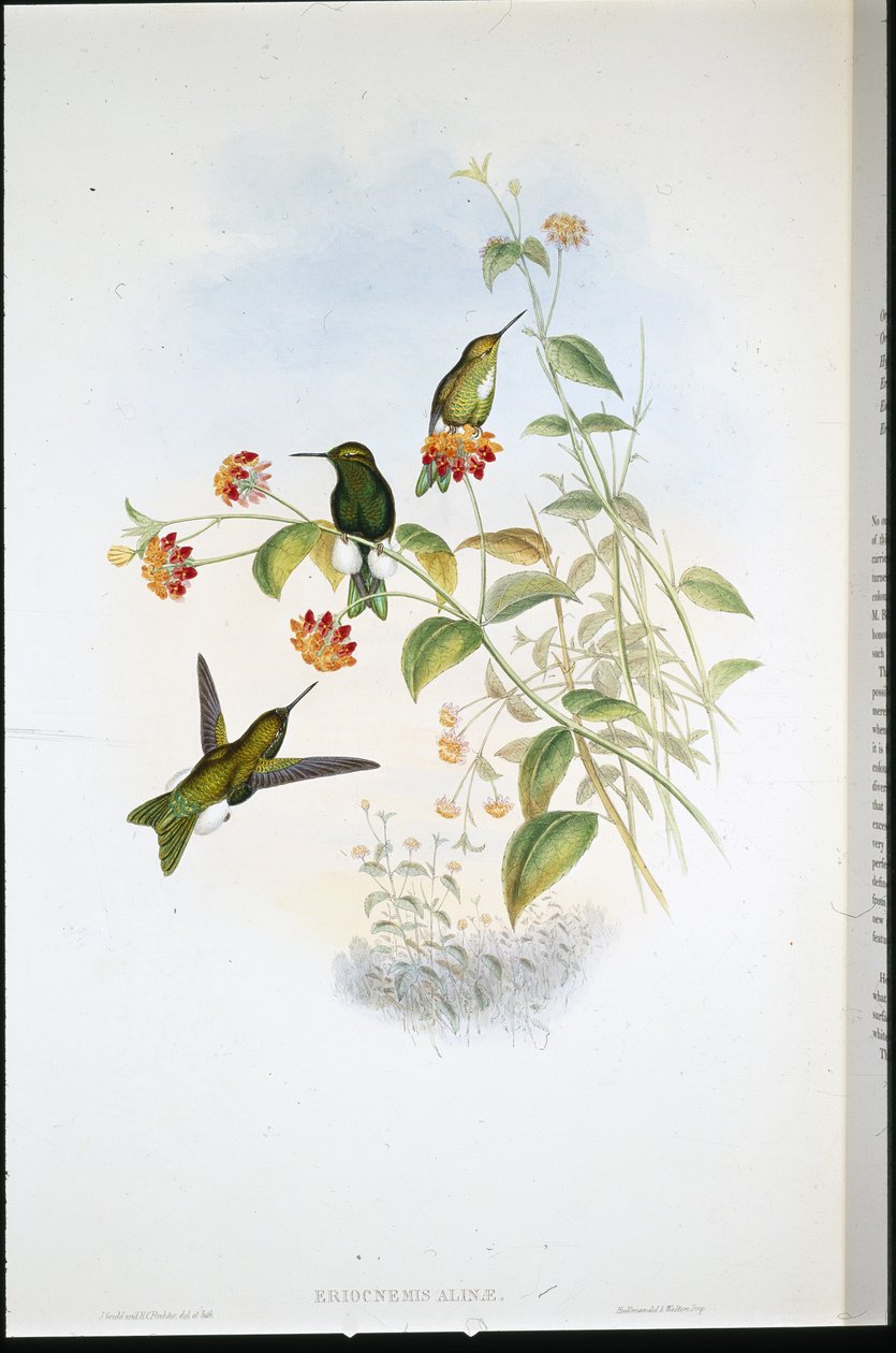 Kovová Puff-noha (Eriocnemis Alinae) (ručně barvená lito) od John (after) Gould