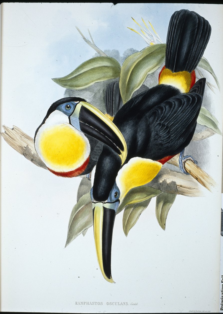 Kiss Toucan (Ramphastos Kissing) (ručně barvené lito) od John (after) Gould