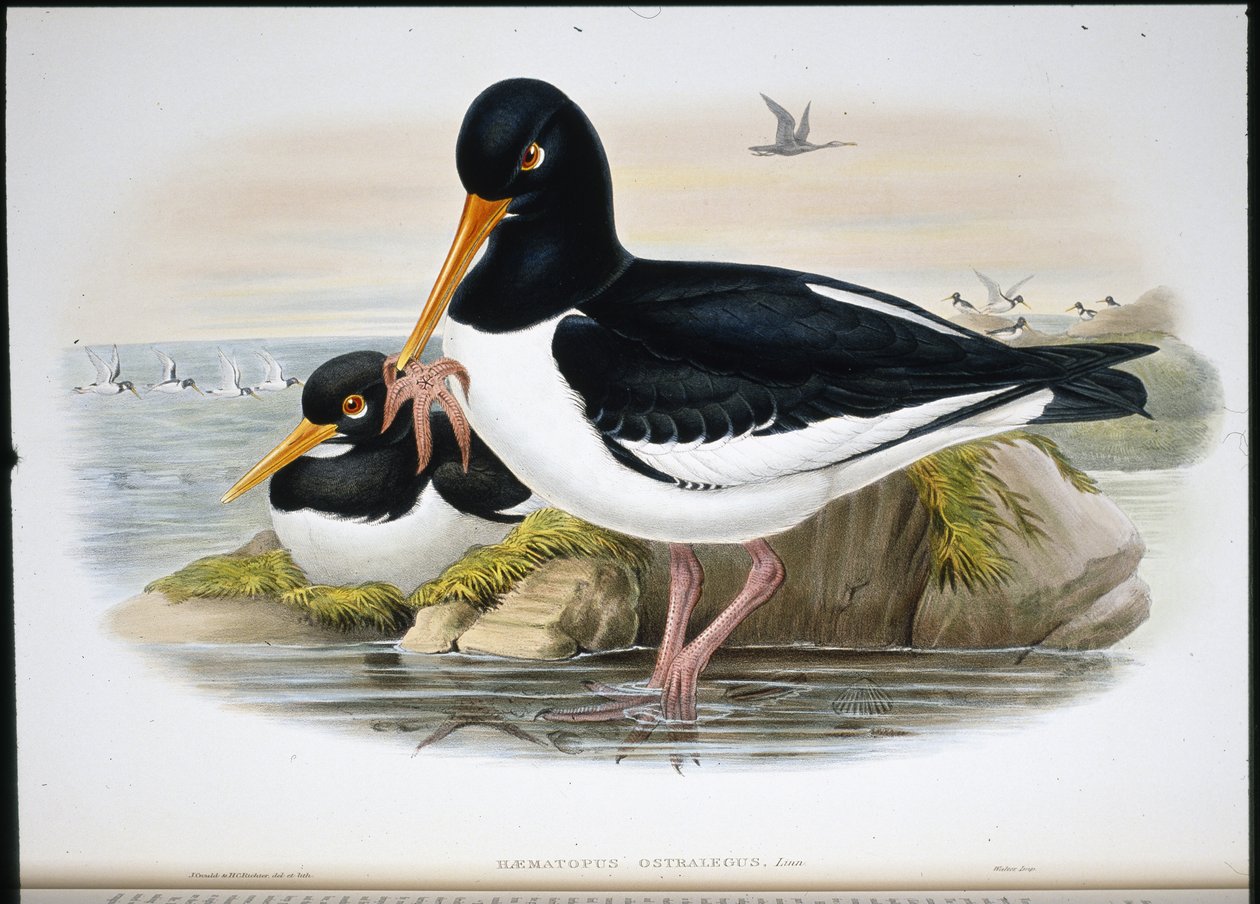 Ústřičník (Heamatopus Ostralegus) (ručně barvený litho) od John (after) Gould