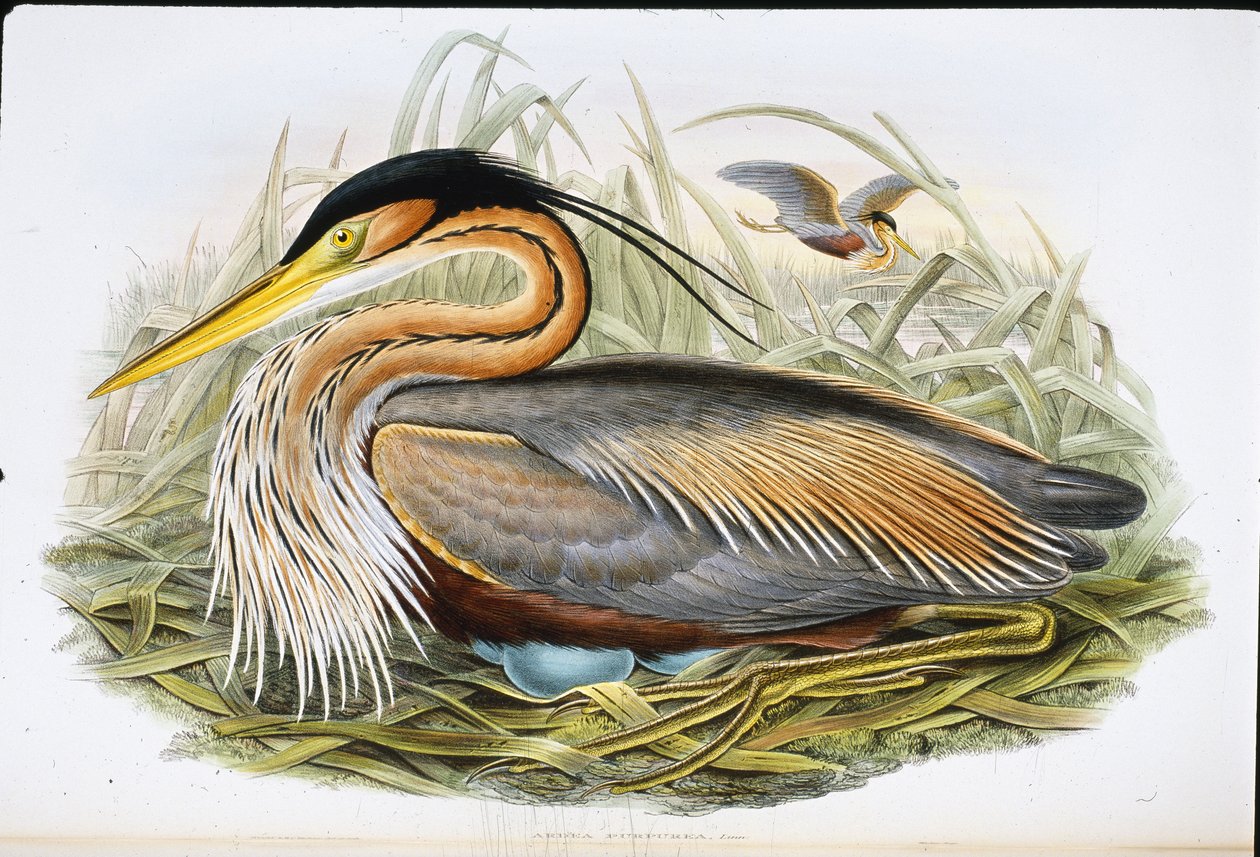 Volavka nachová (Ardea Purpurea) (ručně barvené litho) od John (after) Gould