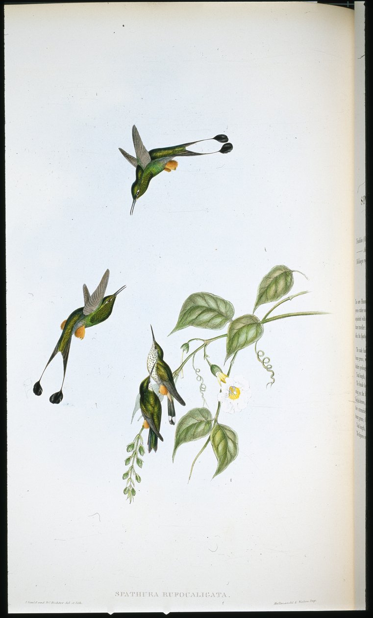 Racket-tail s červenými botami (Spathura Rufocaligata) (ručně barvené litho) od John (after) Gould