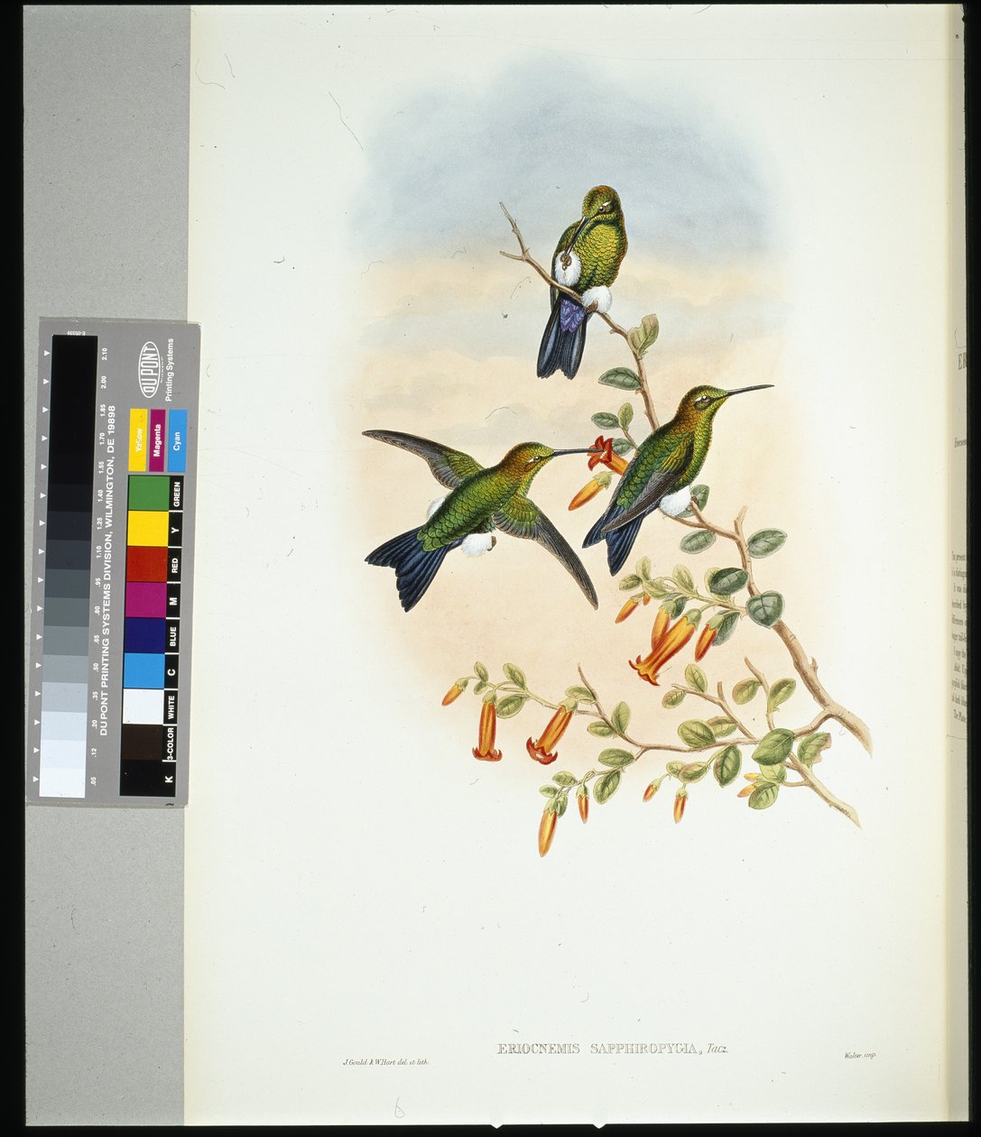 Safírově odvětrávaná Puff-leg (eriocnemis sapphiropygia) (ručně barvené lito) od John (after) Gould
