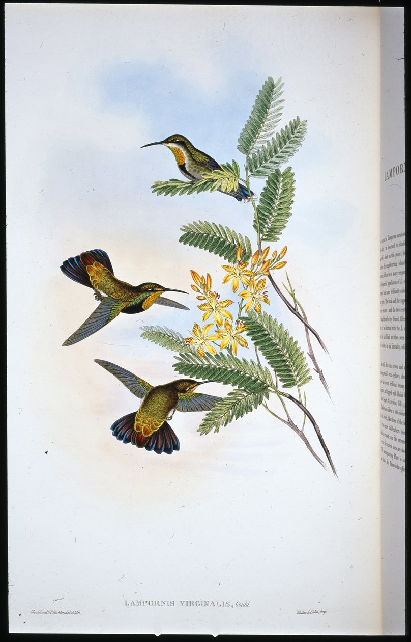 Sombre Sabre-wing (Campylopterus Obscurus) (ručně barvené lito) od John (after) Gould