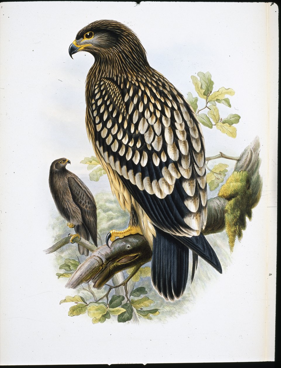 Orel skvrnitý (Aquila Naevia) (ručně barvené lito) od John (after) Gould