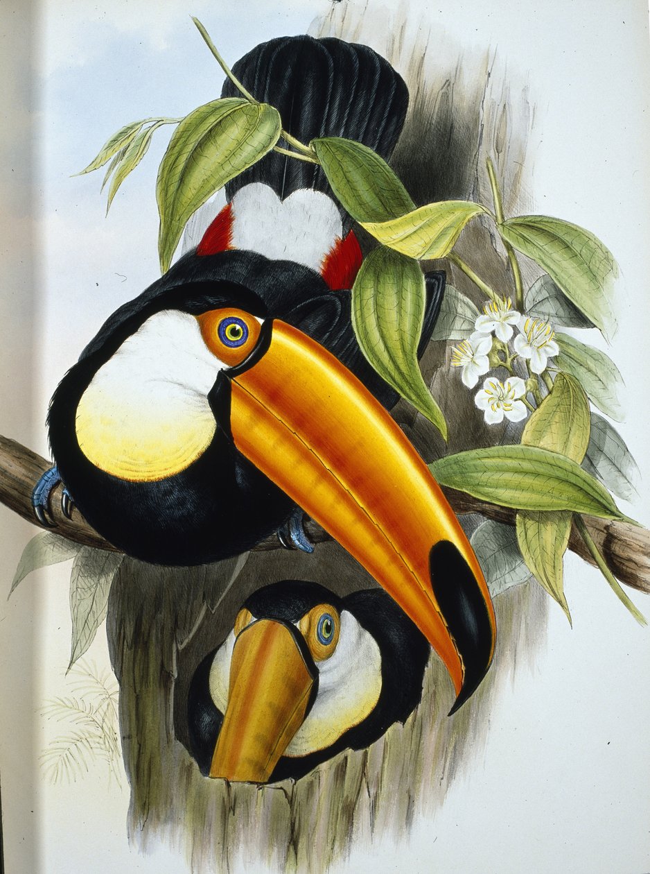 Toco Toucan (Ramphastos Toco) (ručně barvené lito) od John (after) Gould