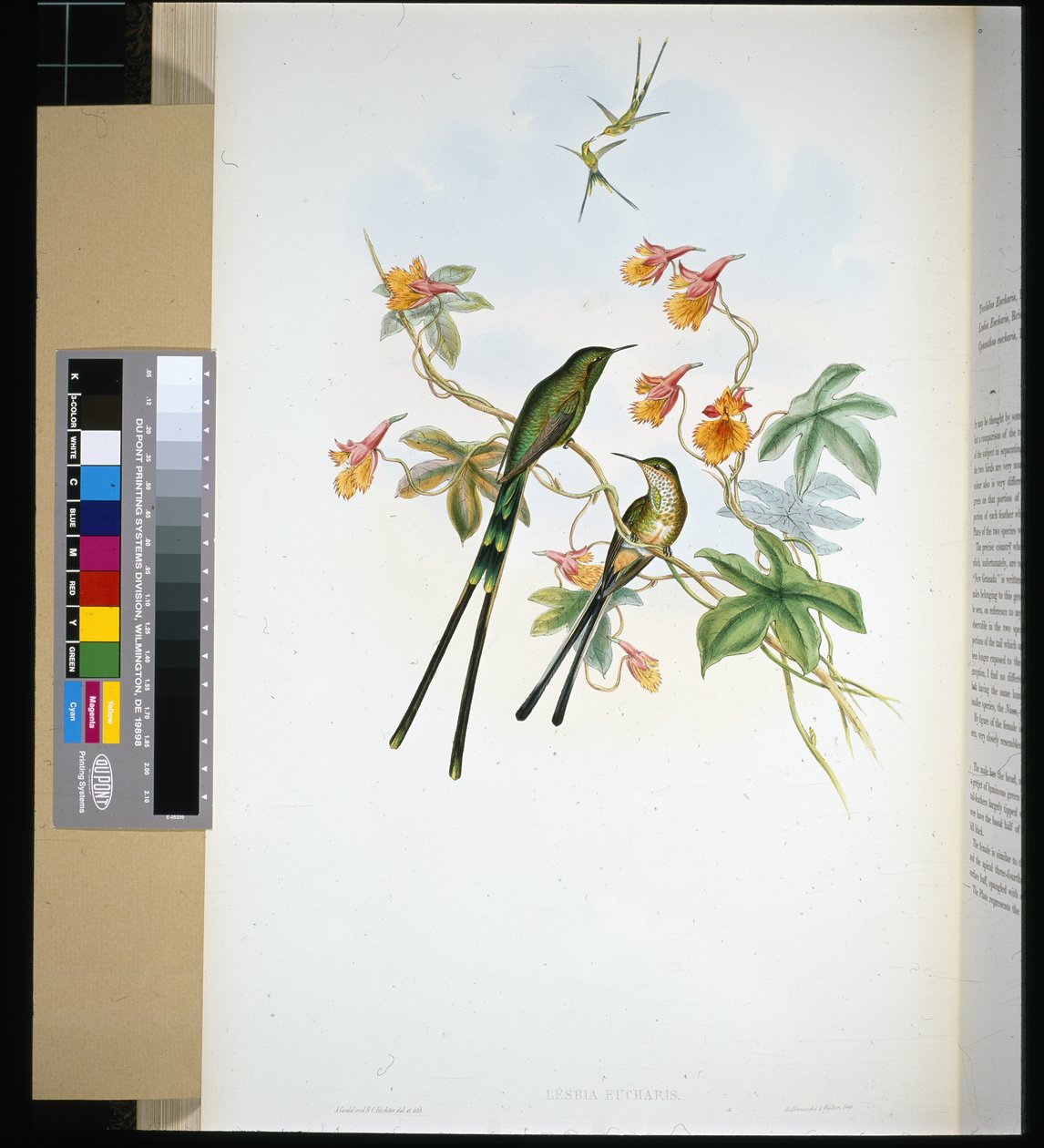 Vlakonosič (lesbia eucharis) (ručně barvené lito) od John (after) Gould