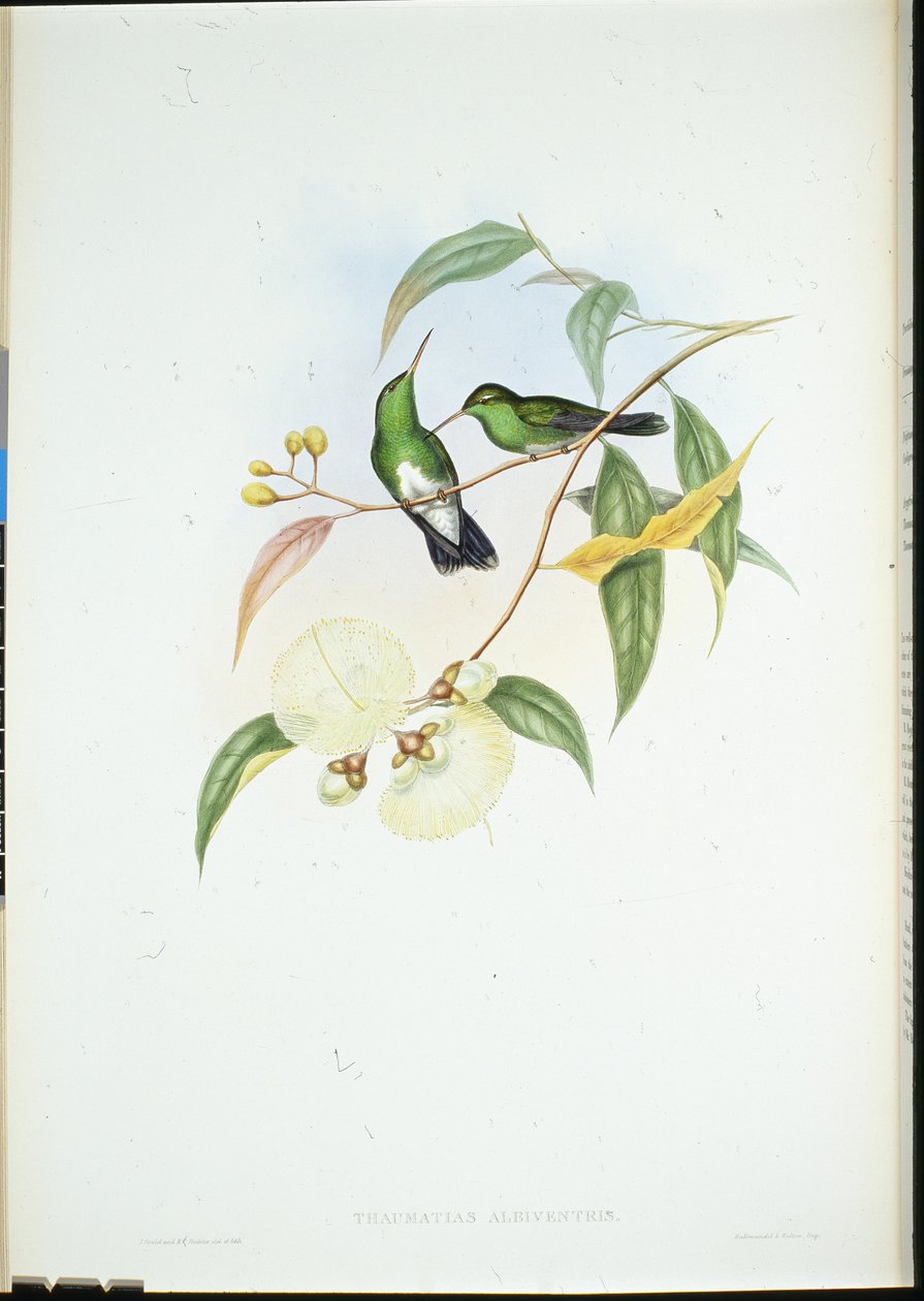 Smaragd bělobřichý (Thaumatias Albiventris) (ručně barvené lito) od John (after) Gould