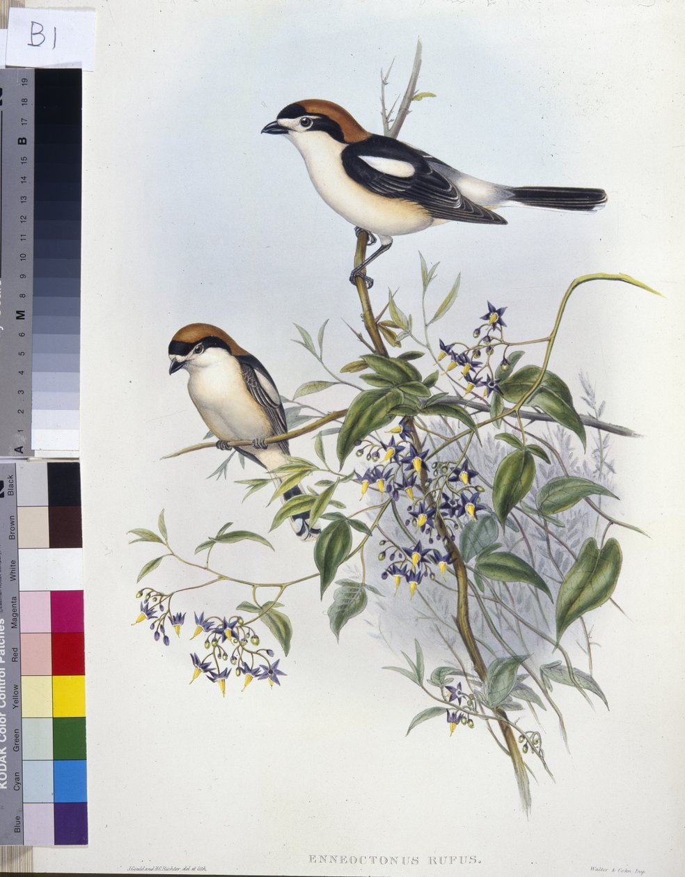 Ťuhýk lesní (Enneoctonus Rufus) (ručně barvené lito) od John (after) Gould