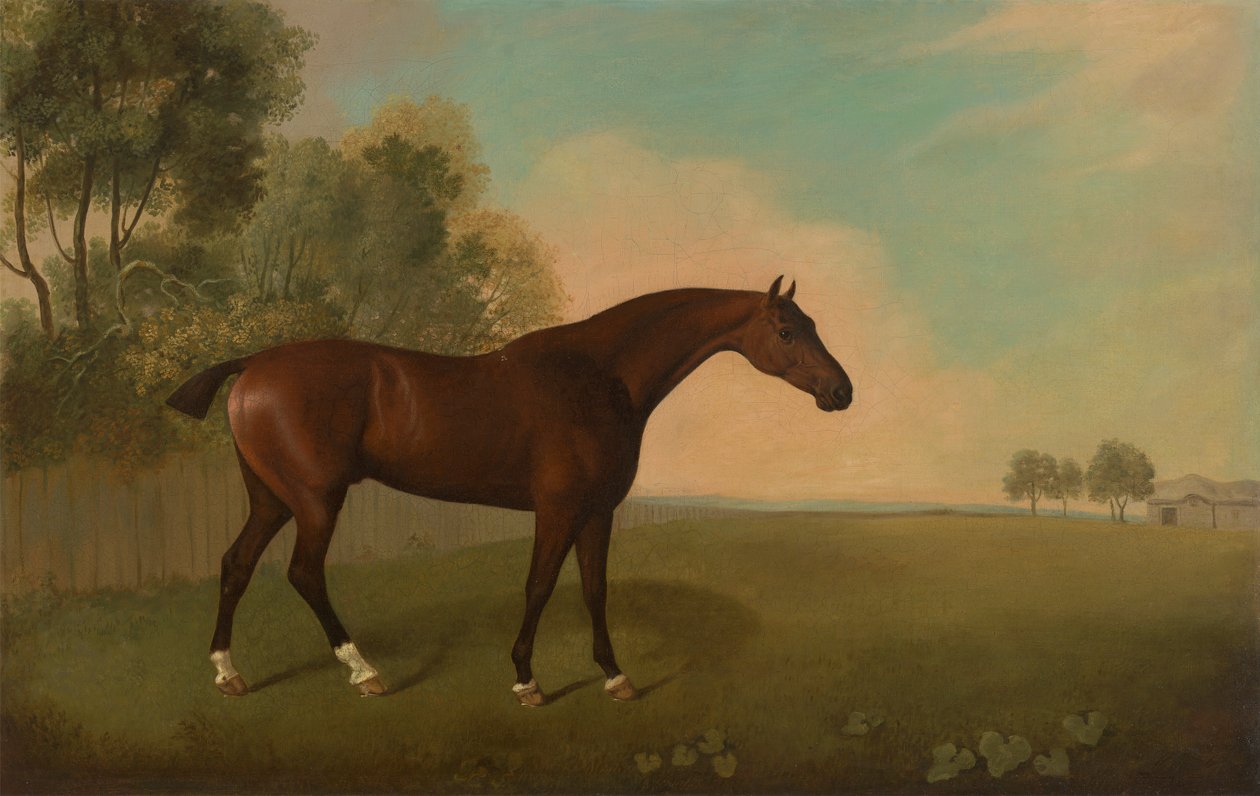 Bay Horse v poli od John Boultbee