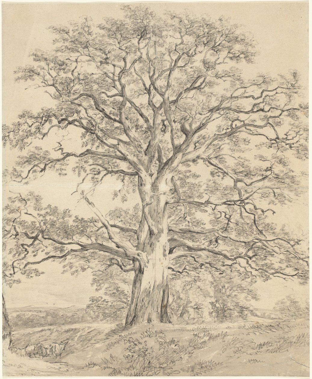 Velký dub od John Constable