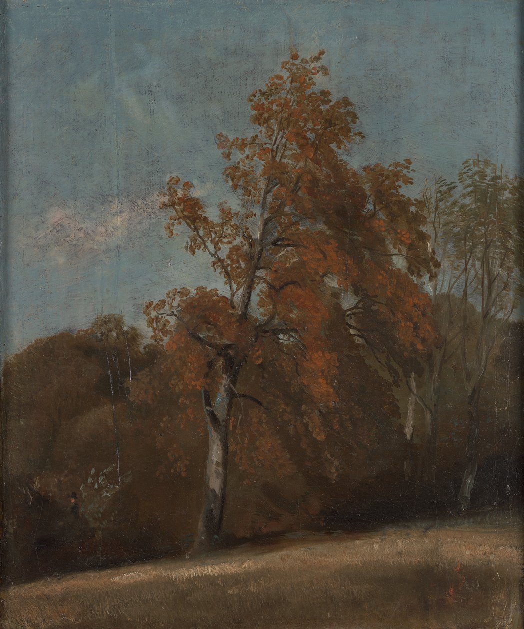 Studie jasanu od John Constable